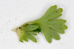 Alchemilla arvensis