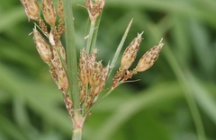 Fimbristylis ferruginea