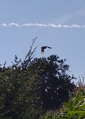 Callipepla douglasii