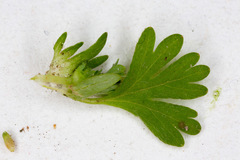 Alchemilla arvensis