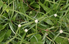 Cyperus mindorensis