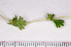 Alchemilla arvensis