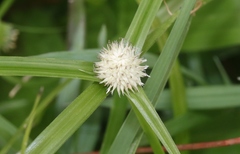 Cyperus mindorensis