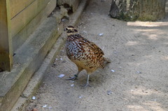 Syrmaticus reevesii