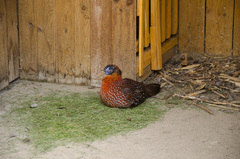 Tragopan temminckii