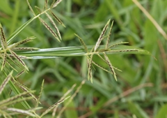 Cyperus sphacelatus