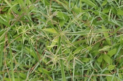 Cyperus sphacelatus
