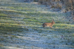 Oryctolagus cuniculus