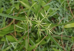 Cyperus sphacelatus