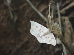 Lepidoptera
