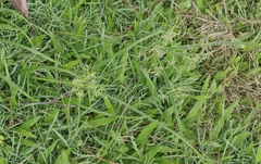 Cyperus sphacelatus