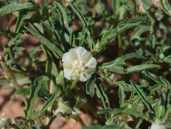 Winter cherry (Withania)