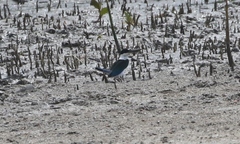 Todiramphus sordidus