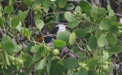 Todiramphus sordidus