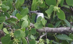 Todiramphus sordidus