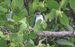 Todiramphus sordidus