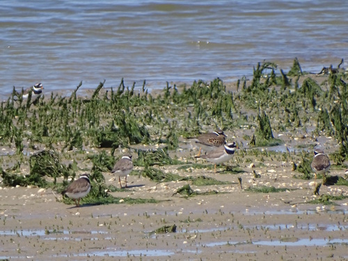 Common Ringed Plover, De Cocksdorp, Netherlands, photo 7 of 10