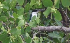 Todiramphus sordidus