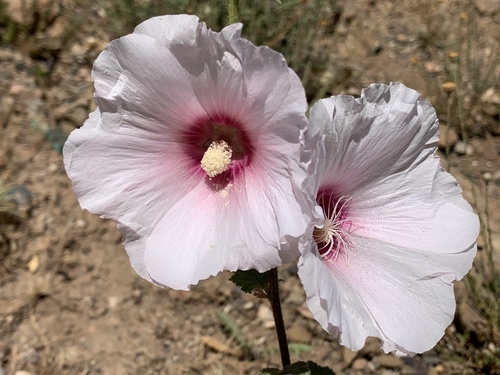 Alcea rosea image