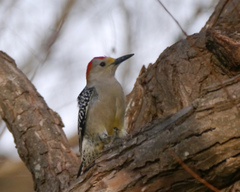Melanerpes aurifrons × carolinus