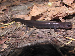 Plethodon elongatus