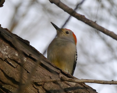 Melanerpes aurifrons × carolinus