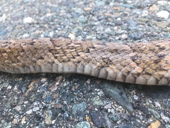 Trimorphodon quadruplex