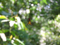 Micrathena fissispina