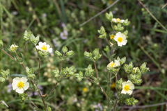 Drymocallis rupestris