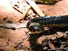 Chironius laevicollis