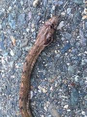 Trimorphodon quadruplex