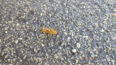 Korscheltellus fusconebulosa