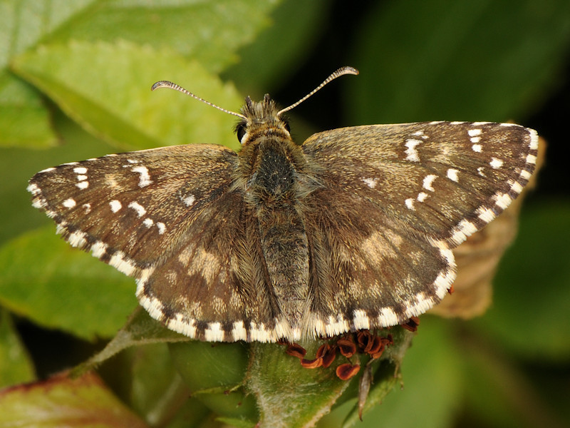 Pyrgus centralitaliae