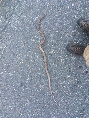 Trimorphodon quadruplex