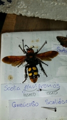 Megascolia maculata maculata