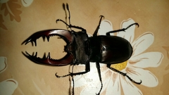 Lucanus cervus turcicus