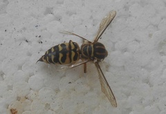 Stictia signata