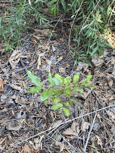 iNaturalist observation photo of Tuckeroo