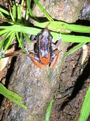 Hispaniolan Red-Rumped Frog photo 4