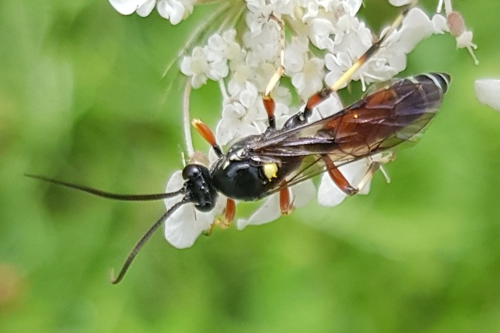 Ctenichneumon panzeri