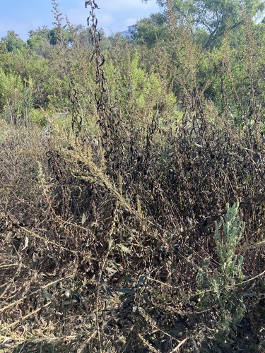 iNaturalist observation photo of California mugwort