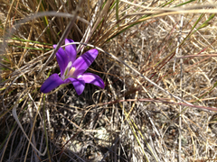 Brodiaea elegans elegans