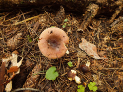 Russula puellaris