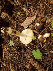 Russula puellaris