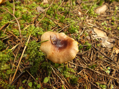 Russula puellaris