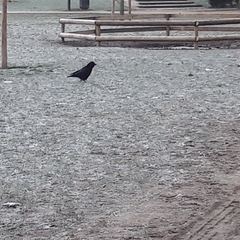 Corvus corone