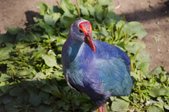 Porphyrio