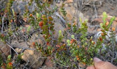 Cliffortia pulchella