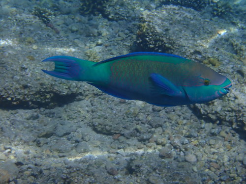 Toomband-papegaaivis (Scarus frenatus) — Scaridae — 4