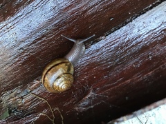 Helminthoglypta nickliniana